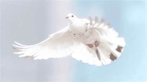 International Day of Living Together in Peace